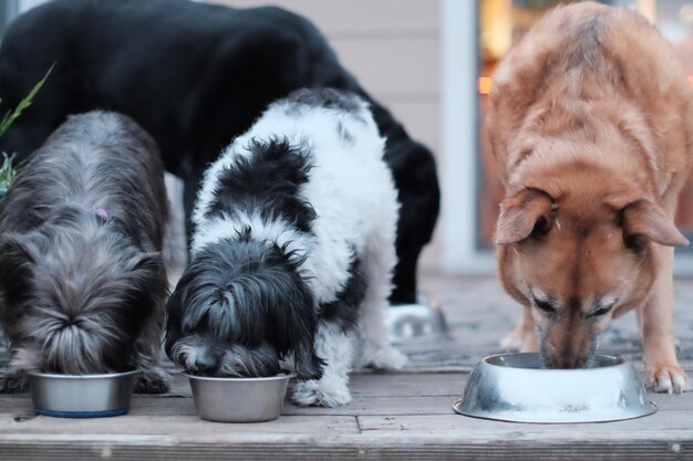Ile razy dziennie karmić szczeniaka shih tzu?