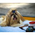 Jak karmić shih tzu, by cieszył się dobrą formą?