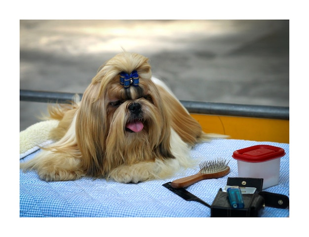 Jak karmić shih tzu, by cieszył się dobrą formą?