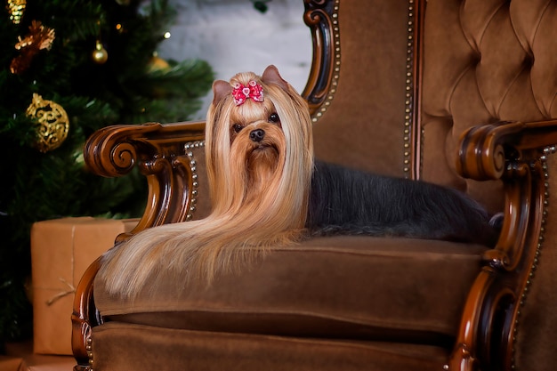 Jak obciąć shih tzu na zimę, by zadbać o jego komfort?