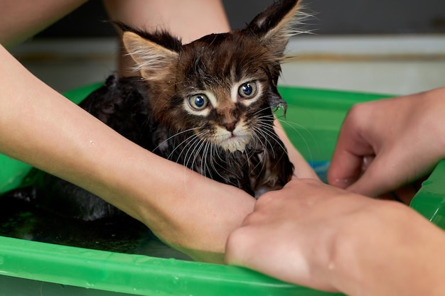 Czy można wykąpać małego kotka bezpiecznie?