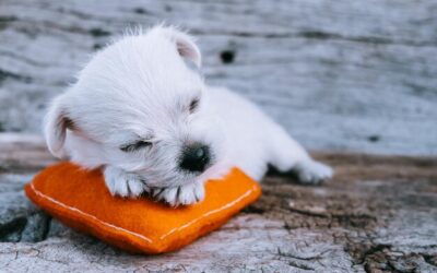 Czym karmić szczeniaka owczarka, by wspierać jego rozwój?