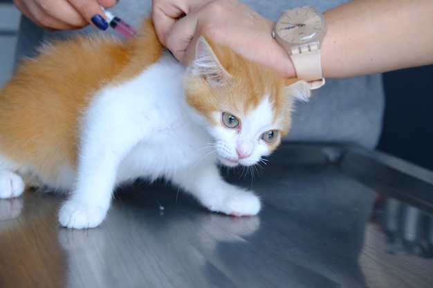 Jak pozbyć się wszy u kota domowego?