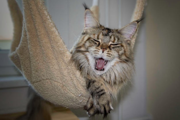 Jak wykąpać agresywnego kota bez stresu dla obu stron?