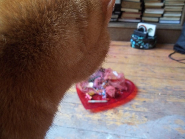 Jak zregenerować wątrobę u psa po chorobie?