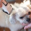 Jaka najlepsza maszynka dla shih tzu sprawdzi się w domowej pielęgnacji?