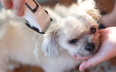 Jaka najlepsza maszynka dla shih tzu sprawdzi się w domowej pielęgnacji?