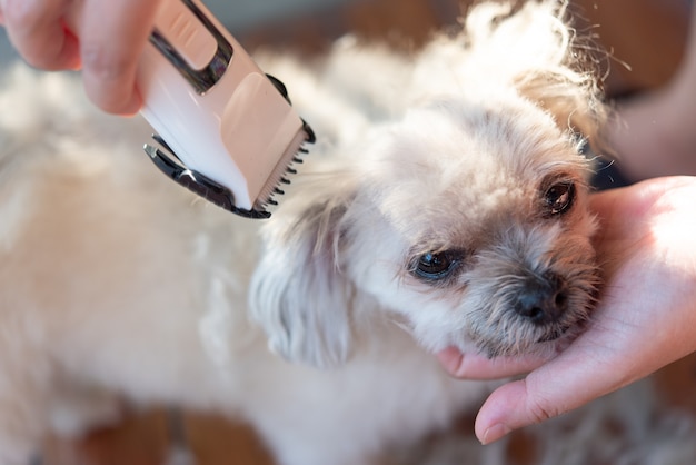 Jaka najlepsza maszynka dla shih tzu sprawdzi się w domowej pielęgnacji?