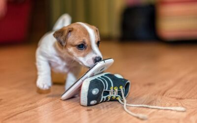 Pies zjadł zatrutą mysz co robić w takiej sytuacji?