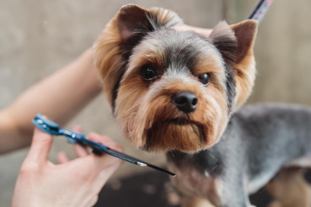 Trymowanie co to jest i kiedy warto je wykonywać?