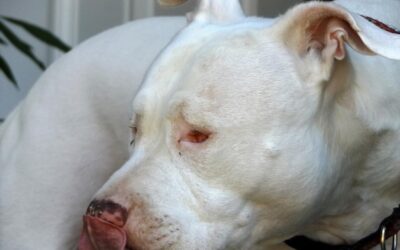 Angina u psa objawy które powinny zwrócić Twoją uwagę