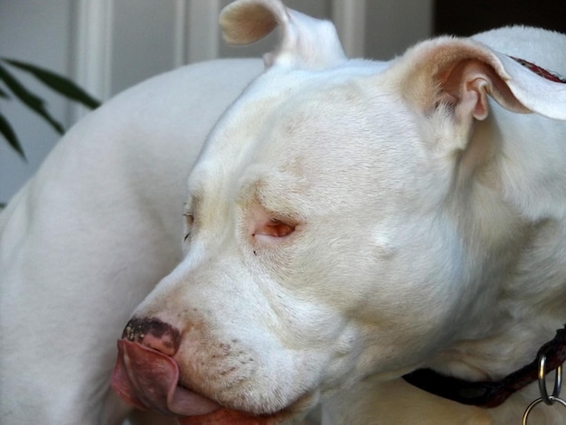 Angina u psa objawy które powinny zwrócić Twoją uwagę