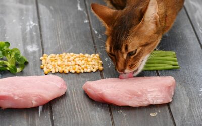 Barf dla kota co to oznacza w codziennej diecie pupila?