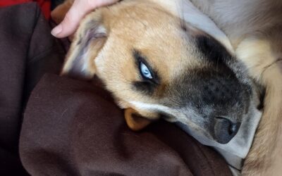 Chora wątroba u psa jak leczyć domowymi sposobami?