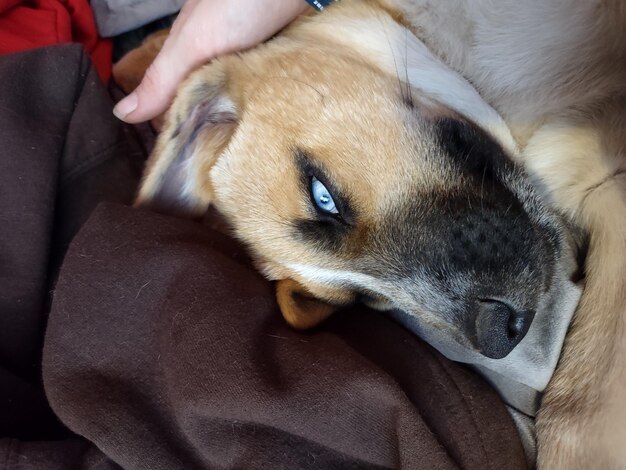 Chora wątroba u psa jak leczyć domowymi sposobami?