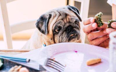 Co dać psu, jak nie chce jeść?