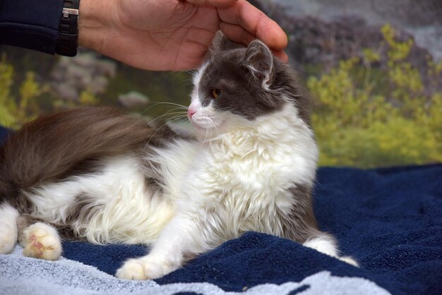 Co na pchły dla małego kociaka warto wybrać?