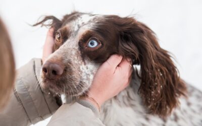 Co oznacza, jak pies ma zimne uszy?