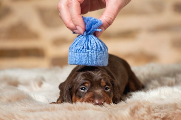 Co oznaczają ciepłe uszy u psa i kiedy warto się niepokoić?