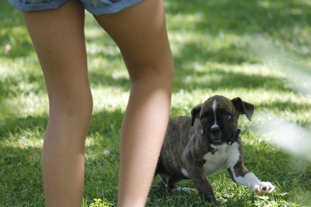 Co zrobić gdy pies je kupy i czy to powód do niepokoju?