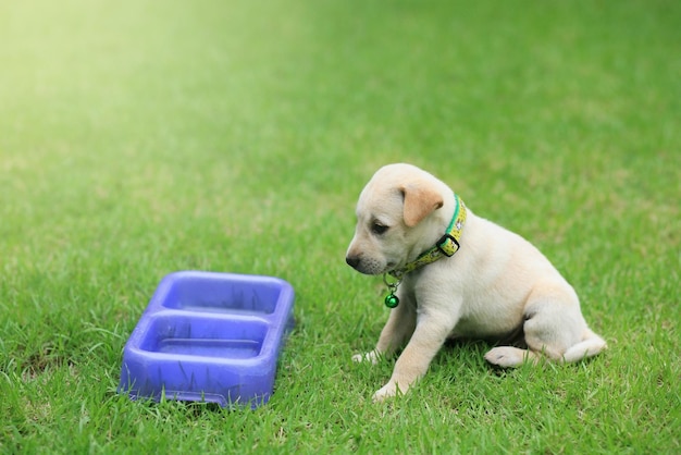 Co zrobić, gdy szczeniak je kupy?