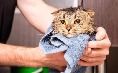 Czemu koty się myją i co dzięki temu zyskują?