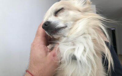 Czemu psu wychodzi sierść i kiedy warto się tym martwić?