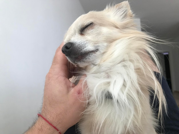 Czemu psu wychodzi sierść i kiedy warto się tym martwić?