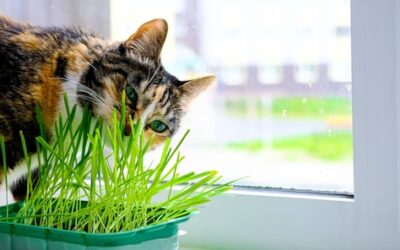 Czy można wykąpać kota w zwykłym szamponie?