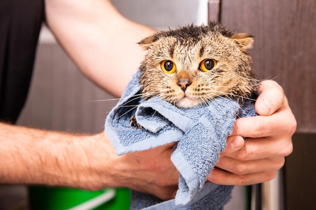 Czy mycie kota jest konieczne?