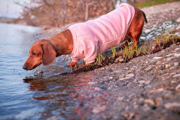 Czy ranę psa można przemyć wodą utlenioną?