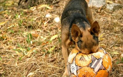 Czym karmić 3 miesięcznego owczarka niemieckiego w domu?