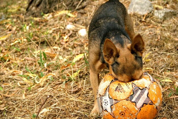 Czym karmić 3 miesięcznego owczarka niemieckiego w domu?