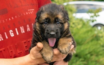 Czym karmić małego owczarka niemieckiego, aby zdrowo się rozwijał?