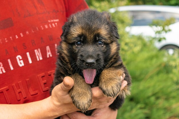 Czym karmić małego owczarka niemieckiego, aby zdrowo się rozwijał?