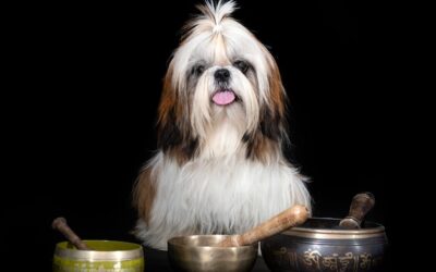 Czym karmić shih tzu, aby cieszył się dobrą formą?