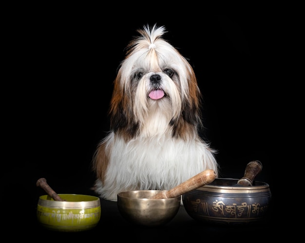 Czym karmić shih tzu, aby cieszył się dobrą formą?