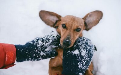 Dlaczego pies linieje zimą i jak to wpływa na jego samopoczucie?