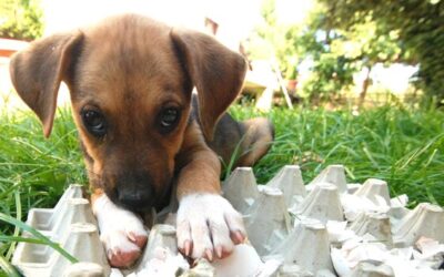 Dlaczego pies liże ptasie odchody i czy to groźne dla jego zdrowia?