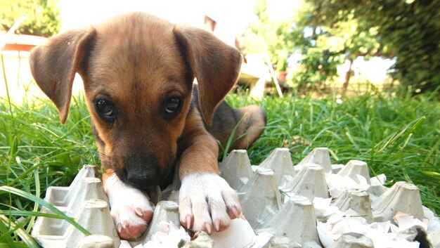 Dlaczego pies liże ptasie odchody i czy to groźne dla jego zdrowia?