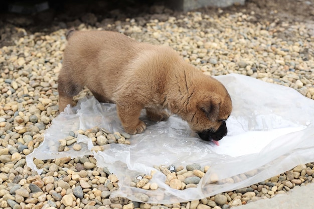 Dlaczego szczeniak zjada kupy i co może być tego przyczyną?