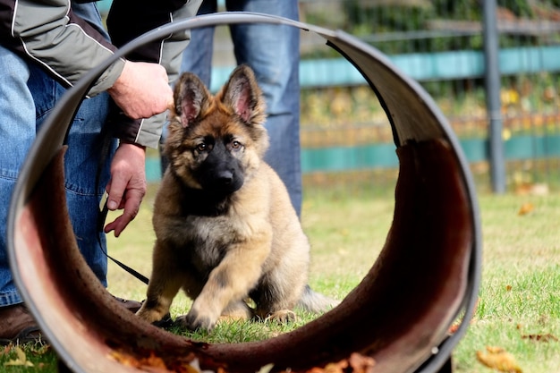 Ile dawać karmy szczeniakowi owczarka niemieckiego na różnych etapach rozwoju?