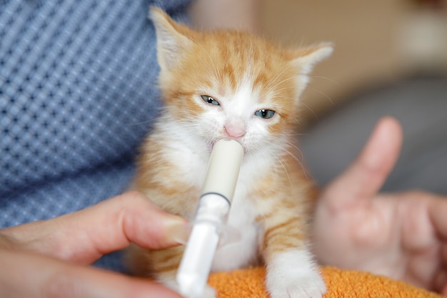 Jak aplikować kotu krople na pchły bez stresu dla pupila?