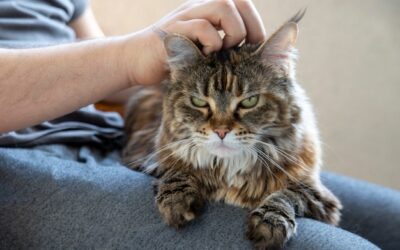 Jak dbać o sierść kota brytyjskiego na co dzień?