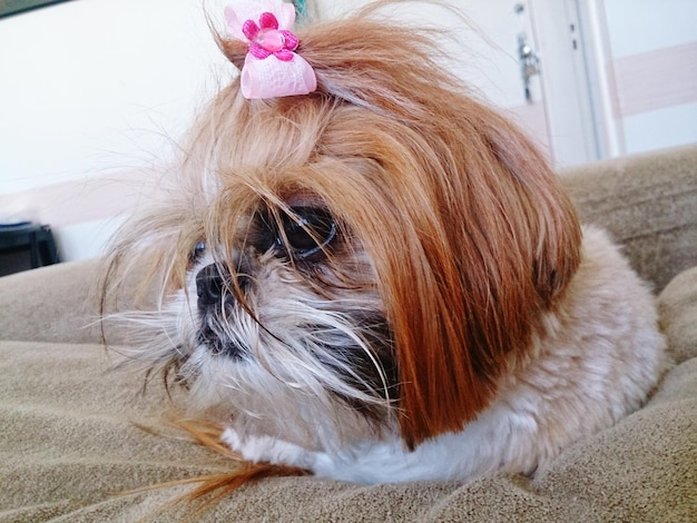 Jak długo rosną włosy shih tzu po ścięciu?