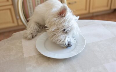 Jak karmić 7 tygodniowego shih tzu, aby wspierać jego zdrowy rozwój?