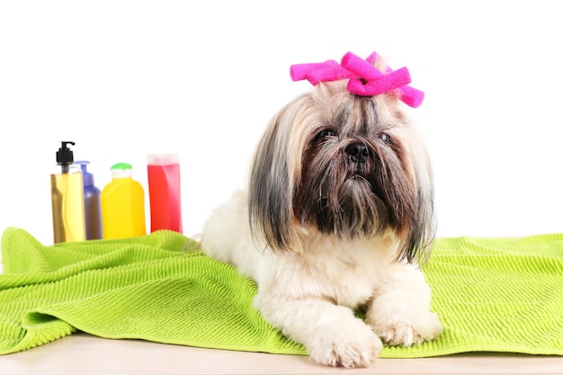 Jak obciąć shih tzu na lato, żeby pies czuł się komfortowo?