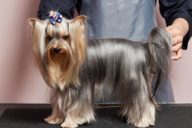 Jak obcinać psa shih tzu, aby zadbać o jego komfort?