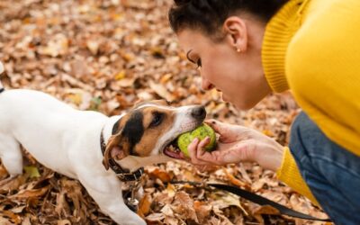 Jak oduczyć psa jeść odchody i poprawić jego zachowanie?