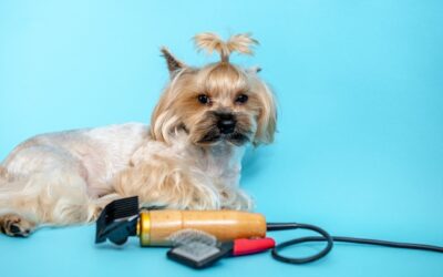 Jak ogolić psa maszynką bez stresu dla pupila?